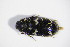  ( - BFB_Col_FK_12281)  @11 [ ] CreativeCommons - Attribution Non-Commercial Share-Alike (2015) Unspecified SNSB, Zoologische Staatssammlung Muenchen