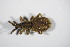  ( - BFB_Col_FK_12292)  @13 [ ] CreativeCommons - Attribution Non-Commercial Share-Alike (2015) Unspecified SNSB, Zoologische Staatssammlung Muenchen