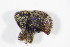  (Acalles lemur - BFB_Col_FK_12313)  @11 [ ] CreativeCommons - Attribution Non-Commercial Share-Alike (2015) Unspecified SNSB, Zoologische Staatssammlung Muenchen
