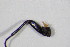  ( - BFB_Col_FK_12317)  @11 [ ] CreativeCommons - Attribution Non-Commercial Share-Alike (2015) Unspecified SNSB, Zoologische Staatssammlung Muenchen