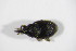  ( - BFB_Col_FK_12342)  @11 [ ] CreativeCommons - Attribution Non-Commercial Share-Alike (2015) Unspecified SNSB, Zoologische Staatssammlung Muenchen