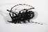  ( - BFB_Col_FK_12349)  @11 [ ] CreativeCommons - Attribution Non-Commercial Share-Alike (2015) Unspecified SNSB, Zoologische Staatssammlung Muenchen