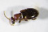  ( - BFB_Col_FK_12490)  @12 [ ] CreativeCommons - Attribution Non-Commercial Share-Alike (2015) Unspecified SNSB, Zoologische Staatssammlung Muenchen