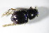  ( - BFB_Col_FK_12537)  @12 [ ] CreativeCommons - Attribution Non-Commercial Share-Alike (2015) Unspecified SNSB, Zoologische Staatssammlung Muenchen
