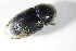  ( - BFB_Col_FK_12539)  @12 [ ] CreativeCommons - Attribution Non-Commercial Share-Alike (2015) Unspecified SNSB, Zoologische Staatssammlung Muenchen