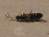  ( - BFB_Col_FK_12638)  @11 [ ] CreativeCommons - Attribution Non-Commercial Share-Alike (2015) Unspecified SNSB, Zoologische Staatssammlung Muenchen