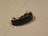  ( - BFB_Col_FK_12669)  @12 [ ] CreativeCommons - Attribution Non-Commercial Share-Alike (2015) Unspecified SNSB, Zoologische Staatssammlung Muenchen