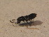  ( - BFB_Col_FK_12671)  @11 [ ] CreativeCommons - Attribution Non-Commercial Share-Alike (2015) Unspecified SNSB, Zoologische Staatssammlung Muenchen