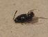  ( - BFB_Col_FK_12703)  @12 [ ] CreativeCommons - Attribution Non-Commercial Share-Alike (2015) Unspecified SNSB, Zoologische Staatssammlung Muenchen
