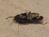  ( - BFB_Col_FK_12704)  @12 [ ] CreativeCommons - Attribution Non-Commercial Share-Alike (2015) Unspecified SNSB, Zoologische Staatssammlung Muenchen