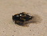  ( - BFB_Col_FK_12707)  @11 [ ] CreativeCommons - Attribution Non-Commercial Share-Alike (2015) Unspecified SNSB, Zoologische Staatssammlung Muenchen