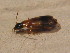 ( - BFB_Col_FK_12716)  @12 [ ] CreativeCommons - Attribution Non-Commercial Share-Alike (2015) Unspecified SNSB, Zoologische Staatssammlung Muenchen