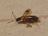 ( - BFB_Col_FK_12717)  @12 [ ] CreativeCommons - Attribution Non-Commercial Share-Alike (2015) Unspecified SNSB, Zoologische Staatssammlung Muenchen