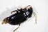  ( - BFB_Col_FK_13194)  @11 [ ] CreativeCommons - Attribution Non-Commercial Share-Alike (2015) Unspecified SNSB, Zoologische Staatssammlung Muenchen