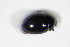 ( - BFB_Col_FK_10018)  @12 [ ] CreativeCommons - Attribution Non-Commercial Share-Alike (2015) Unspecified SNSB, Zoologische Staatssammlung Muenchen