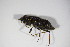 ( - BFB_Col_FK_10032)  @13 [ ] CreativeCommons - Attribution Non-Commercial Share-Alike (2015) Unspecified SNSB, Zoologische Staatssammlung Muenchen