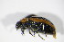  ( - BFB_Col_FK_10035)  @13 [ ] CreativeCommons - Attribution Non-Commercial Share-Alike (2015) Unspecified SNSB, Zoologische Staatssammlung Muenchen