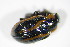  ( - BFB_Col_FK_10036)  @13 [ ] CreativeCommons - Attribution Non-Commercial Share-Alike (2015) Unspecified SNSB, Zoologische Staatssammlung Muenchen