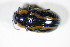  ( - BFB_Col_FK_10037)  @12 [ ] CreativeCommons - Attribution Non-Commercial Share-Alike (2015) Unspecified SNSB, Zoologische Staatssammlung Muenchen