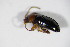  ( - BFB_Col_FK_10046)  @12 [ ] CreativeCommons - Attribution Non-Commercial Share-Alike (2015) Unspecified SNSB, Zoologische Staatssammlung Muenchen