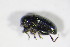  ( - BFB_Col_FK_10052)  @12 [ ] CreativeCommons - Attribution Non-Commercial Share-Alike (2015) Unspecified SNSB, Zoologische Staatssammlung Muenchen