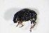  ( - BFB_Col_FK_10061)  @12 [ ] CreativeCommons - Attribution Non-Commercial Share-Alike (2015) Unspecified SNSB, Zoologische Staatssammlung Muenchen