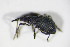  ( - BFB_Col_FK_10062)  @13 [ ] CreativeCommons - Attribution Non-Commercial Share-Alike (2015) Unspecified SNSB, Zoologische Staatssammlung Muenchen