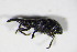  (Synapion - BFB_Col_FK_10064)  @13 [ ] CreativeCommons - Attribution Non-Commercial Share-Alike (2015) Unspecified SNSB, Zoologische Staatssammlung Muenchen