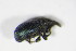  (Perapion affine - BFB_Col_FK_10065)  @12 [ ] CreativeCommons - Attribution Non-Commercial Share-Alike (2015) Unspecified SNSB, Zoologische Staatssammlung Muenchen