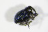  ( - BFB_Col_FK_10095)  @12 [ ] CreativeCommons - Attribution Non-Commercial Share-Alike (2015) Unspecified SNSB, Zoologische Staatssammlung Muenchen