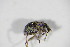  ( - BFB_Col_FK_10136)  @12 [ ] CreativeCommons - Attribution Non-Commercial Share-Alike (2015) Unspecified SNSB, Zoologische Staatssammlung Muenchen