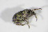  ( - BFB_Col_FK_10137)  @12 [ ] CreativeCommons - Attribution Non-Commercial Share-Alike (2015) Unspecified SNSB, Zoologische Staatssammlung Muenchen