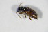  (Bidessus delicatulus - BFB_Col_FK_10151)  @12 [ ] CreativeCommons - Attribution Non-Commercial Share-Alike (2015) Unspecified SNSB, Zoologische Staatssammlung Muenchen
