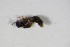  ( - BFB_Col_FK_10193)  @12 [ ] CreativeCommons - Attribution Non-Commercial Share-Alike (2015) Unspecified SNSB, Zoologische Staatssammlung Muenchen