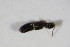  ( - BFB_Col_FK_10194)  @12 [ ] CreativeCommons - Attribution Non-Commercial Share-Alike (2015) Unspecified SNSB, Zoologische Staatssammlung Muenchen