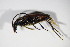  ( - BFB_Col_FK_10196)  @12 [ ] CreativeCommons - Attribution Non-Commercial Share-Alike (2015) Unspecified SNSB, Zoologische Staatssammlung Muenchen