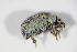  ( - BFB_Col_FK_10204)  @12 [ ] CreativeCommons - Attribution Non-Commercial Share-Alike (2015) Unspecified SNSB, Zoologische Staatssammlung Muenchen