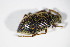  ( - BFB_Col_FK_10222)  @12 [ ] CreativeCommons - Attribution Non-Commercial Share-Alike (2015) Unspecified SNSB, Zoologische Staatssammlung Muenchen