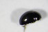  ( - BFB_Col_FK_10229)  @12 [ ] CreativeCommons - Attribution Non-Commercial Share-Alike (2015) Unspecified SNSB, Zoologische Staatssammlung Muenchen