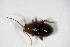  ( - BFB_Col_FK_10239)  @12 [ ] CreativeCommons - Attribution Non-Commercial Share-Alike (2015) Unspecified SNSB, Zoologische Staatssammlung Muenchen