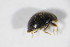  ( - BFB_Col_FK_10240)  @12 [ ] CreativeCommons - Attribution Non-Commercial Share-Alike (2015) Unspecified SNSB, Zoologische Staatssammlung Muenchen