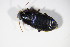  (Harpalus tenebrosus - BFB_Col_FK_10260)  @13 [ ] CreativeCommons - Attribution Non-Commercial Share-Alike (2015) Unspecified SNSB, Zoologische Staatssammlung Muenchen