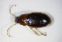  ( - BFB_Col_FK_10274)  @13 [ ] CreativeCommons - Attribution Non-Commercial Share-Alike (2015) Unspecified SNSB, Zoologische Staatssammlung Muenchen