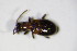  ( - BFB_Col_FK_10276)  @12 [ ] CreativeCommons - Attribution Non-Commercial Share-Alike (2015) Unspecified SNSB, Zoologische Staatssammlung Muenchen
