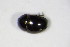  ( - BFB_Col_FK_10283)  @12 [ ] CreativeCommons - Attribution Non-Commercial Share-Alike (2015) Unspecified SNSB, Zoologische Staatssammlung Muenchen