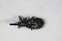 (Stenopterapion - BFB_Col_FK_10284)  @14 [ ] CreativeCommons - Attribution Non-Commercial Share-Alike (2015) Unspecified SNSB, Zoologische Staatssammlung Muenchen
