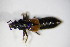  ( - BFB_Col_FK_10310)  @12 [ ] CreativeCommons - Attribution Non-Commercial Share-Alike (2015) Unspecified SNSB, Zoologische Staatssammlung Muenchen