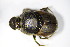  (Onthophagus fracticornis - BFB_Col_FK_10313)  @14 [ ] CreativeCommons - Attribution Non-Commercial Share-Alike (2015) Unspecified SNSB, Zoologische Staatssammlung Muenchen