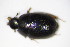  ( - BFB_Col_FK_10319)  @12 [ ] CreativeCommons - Attribution Non-Commercial Share-Alike (2015) Unspecified SNSB, Zoologische Staatssammlung Muenchen