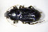  ( - BFB_Col_FK_10334)  @11 [ ] CreativeCommons - Attribution Non-Commercial Share-Alike (2015) Unspecified SNSB, Zoologische Staatssammlung Muenchen